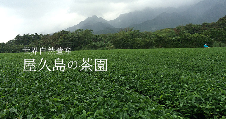 世界自然遺産 屋久島の新茶