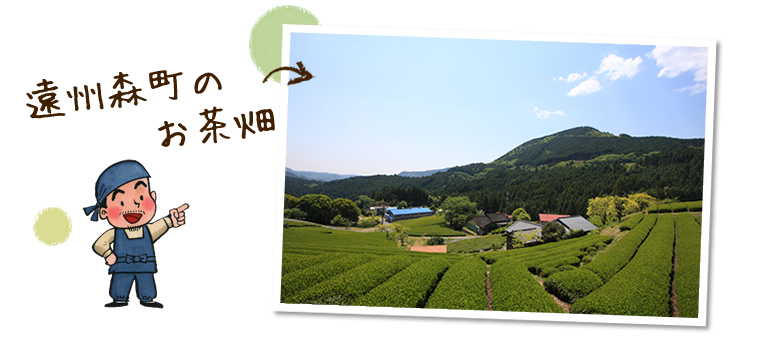 遠州森町のお茶畑