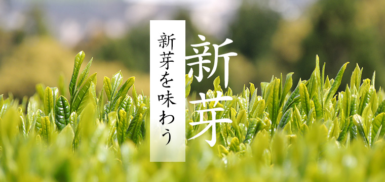 新芽を味わう
