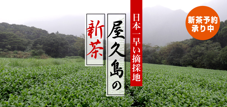 期間限定 新茶ネット販売 静岡の石川園よりお茶で毎日健康を新茶の便り