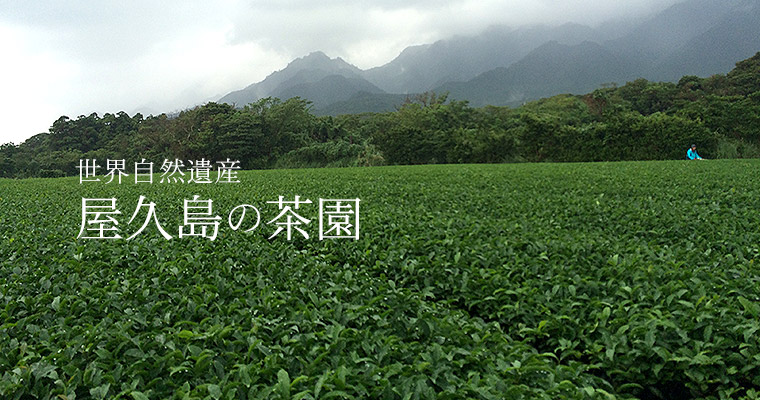 世界自然遺産 屋久島の新茶